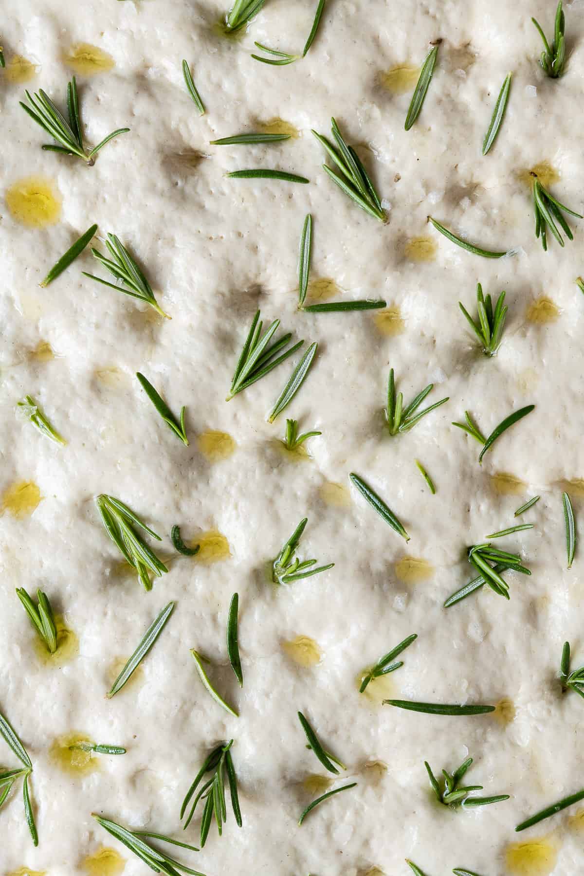 Close up of unbaked focaccia topped with olive oil and fresh rosemary.